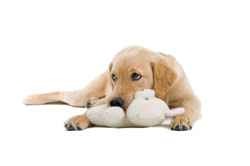 Puppy with soft toy