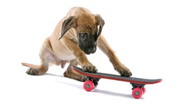 Puppy on skateboard